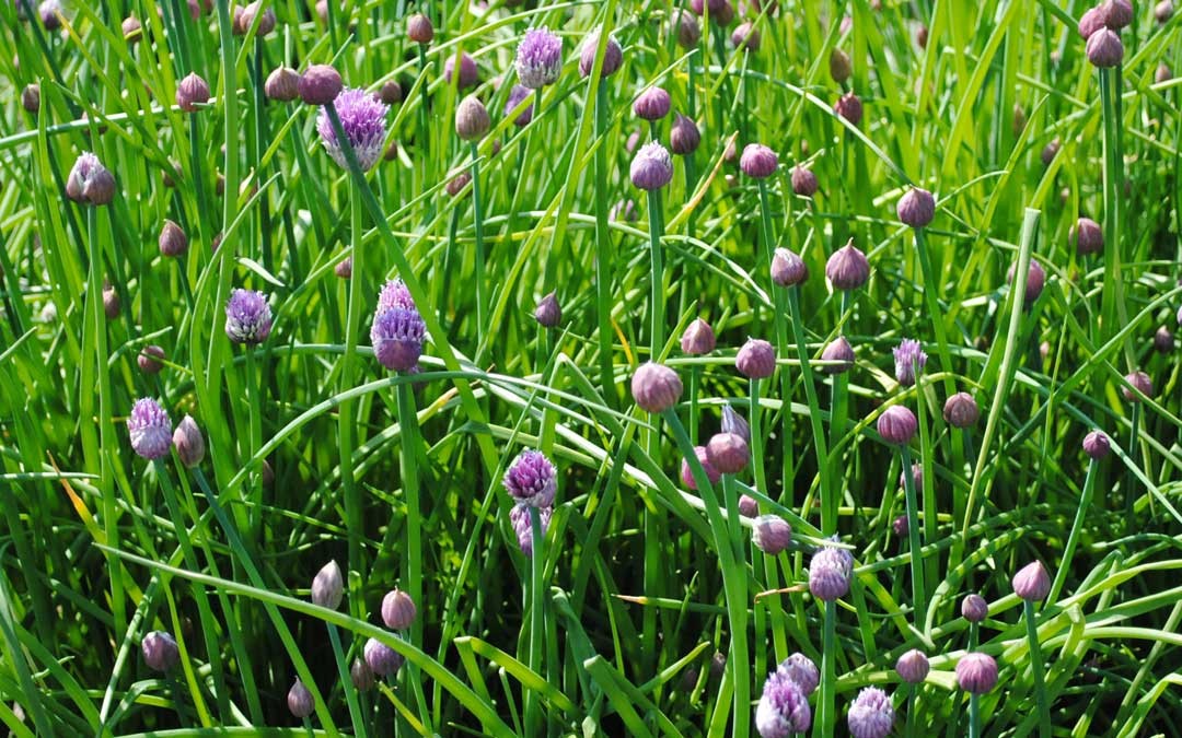 Chive in Bloom
