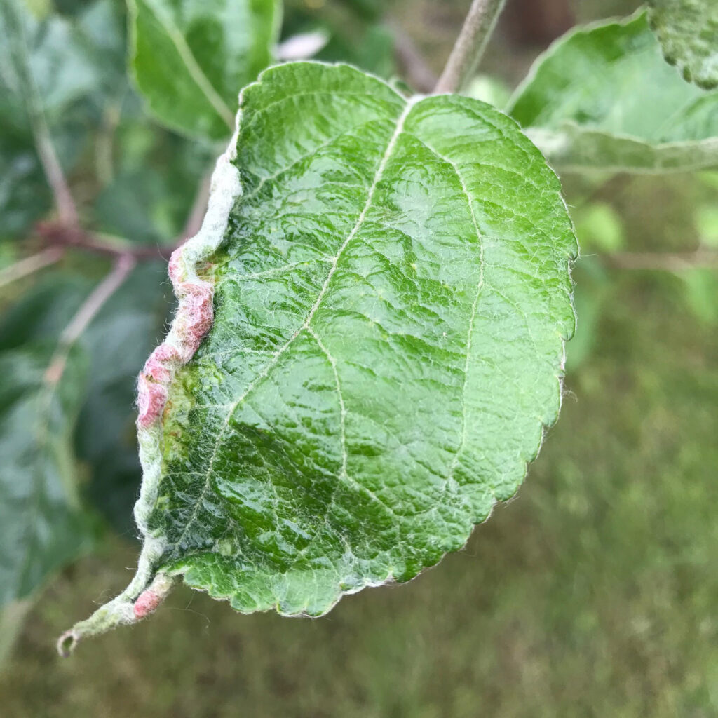 apple leaf curling midge damage