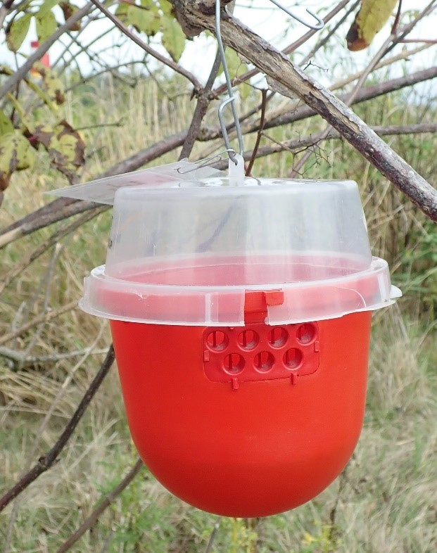 Large Spotted wing drosophila trap